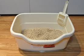 cat litter box